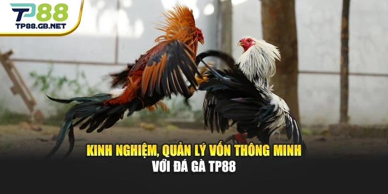 Kinh nghiệm, quản lý vốn thông minh với đá gà TP88
