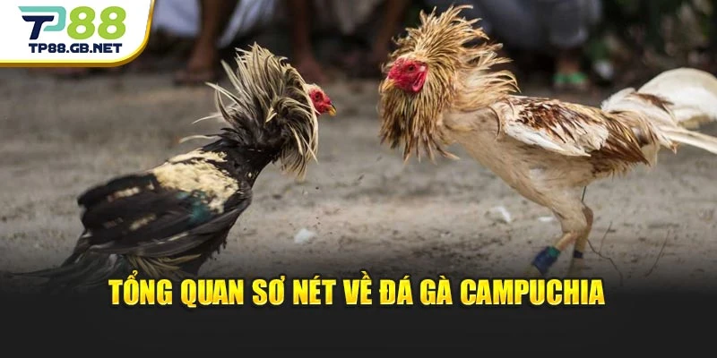 Tổng quan sơ nét về đá gà Campuchia